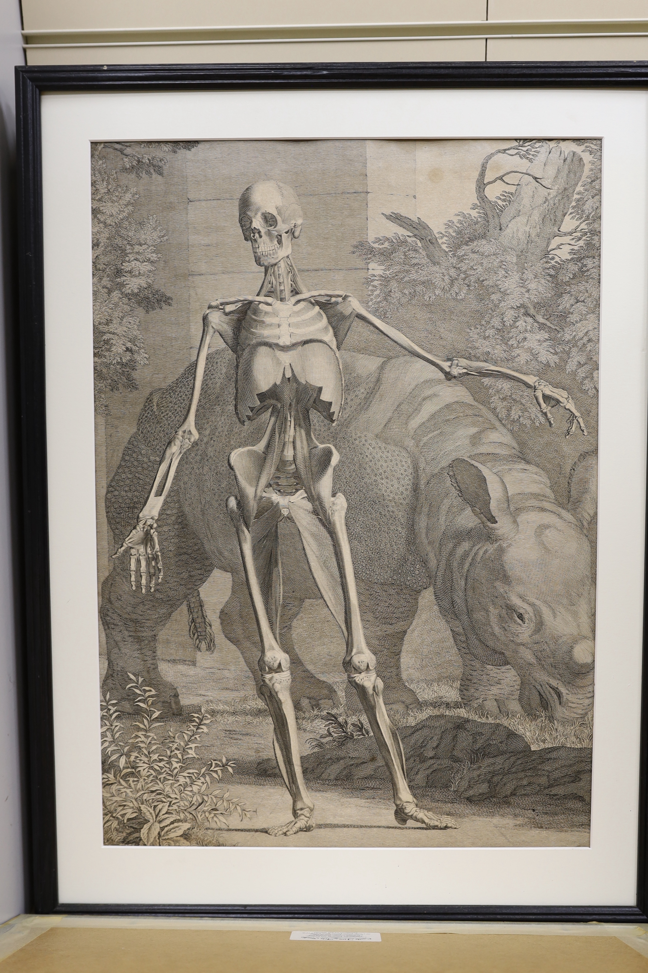 After Bernhard Siegfried Albinus (German / Dutch, 1697-1770), set of eight engravings, anatomical and skeletal figures, 52 x 37cm